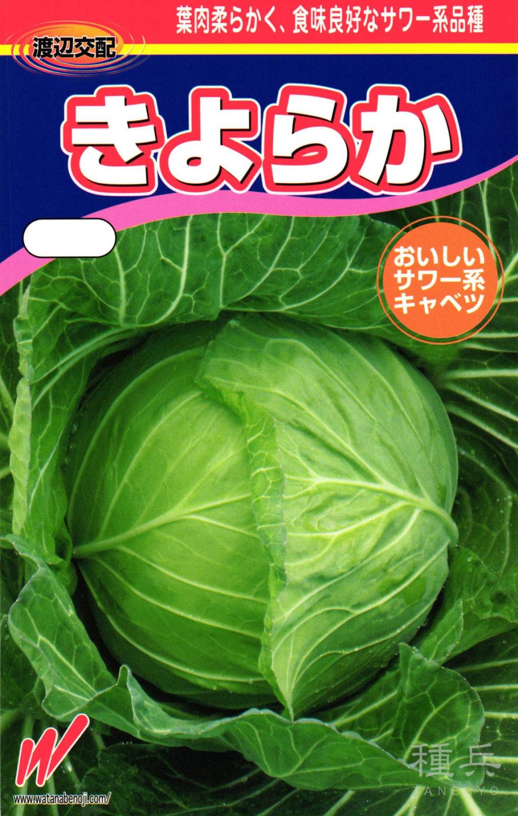 初夏どりキャベツ 種 『きよらか』  渡辺農事