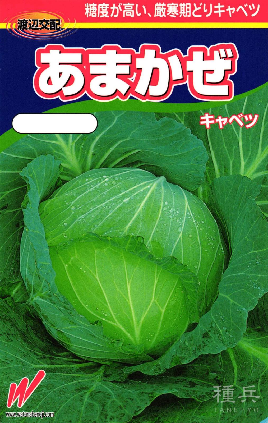 厳寒期どりキャベツ 種 『あまかぜ』  渡辺農事
