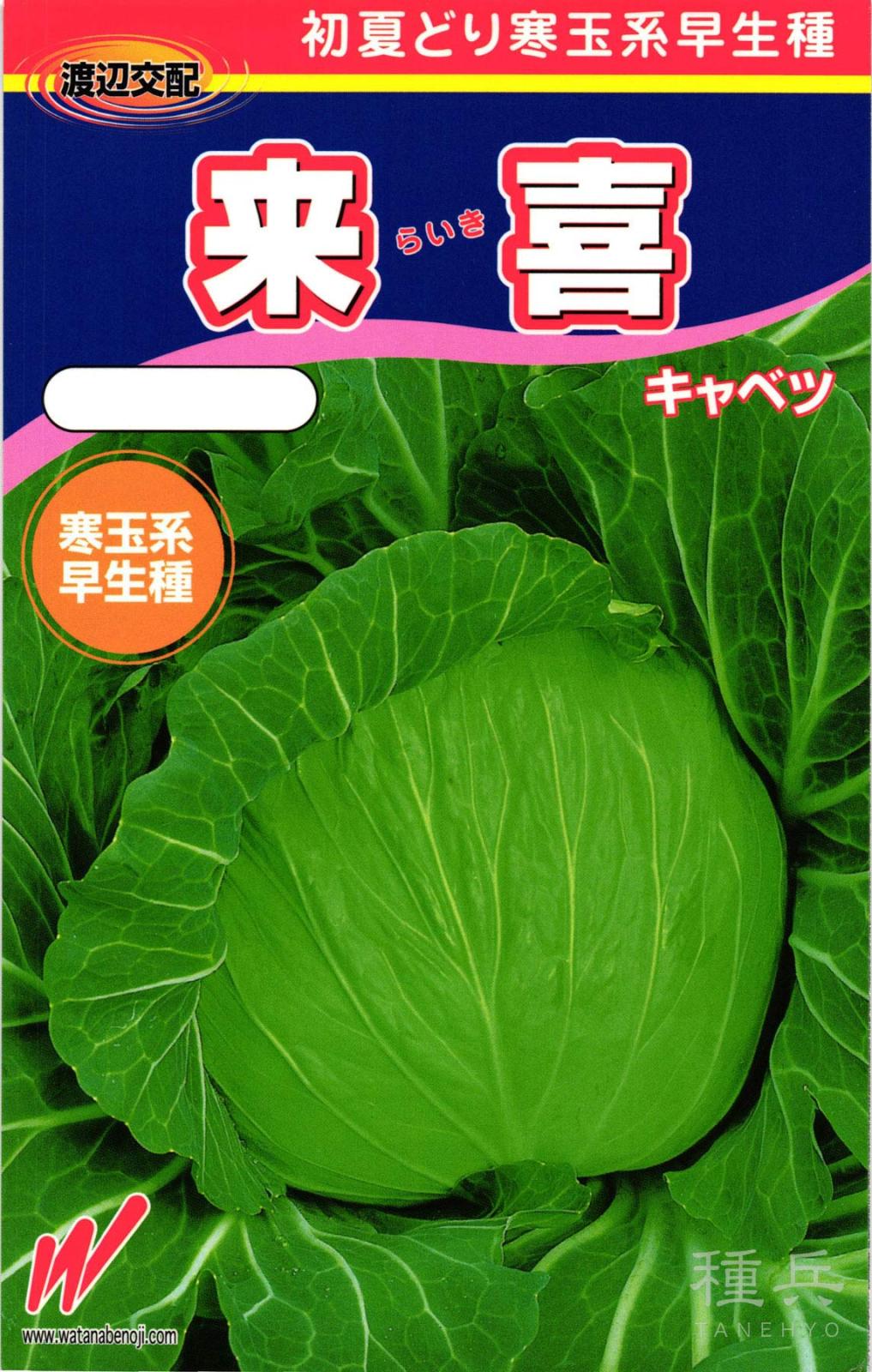 初夏どりキャベツ 種 『来喜(らいき)』  渡辺農事