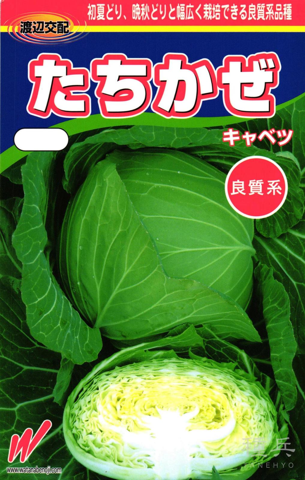 初夏・晩秋どりキャベツ 種 『たちかぜ』  渡辺農事