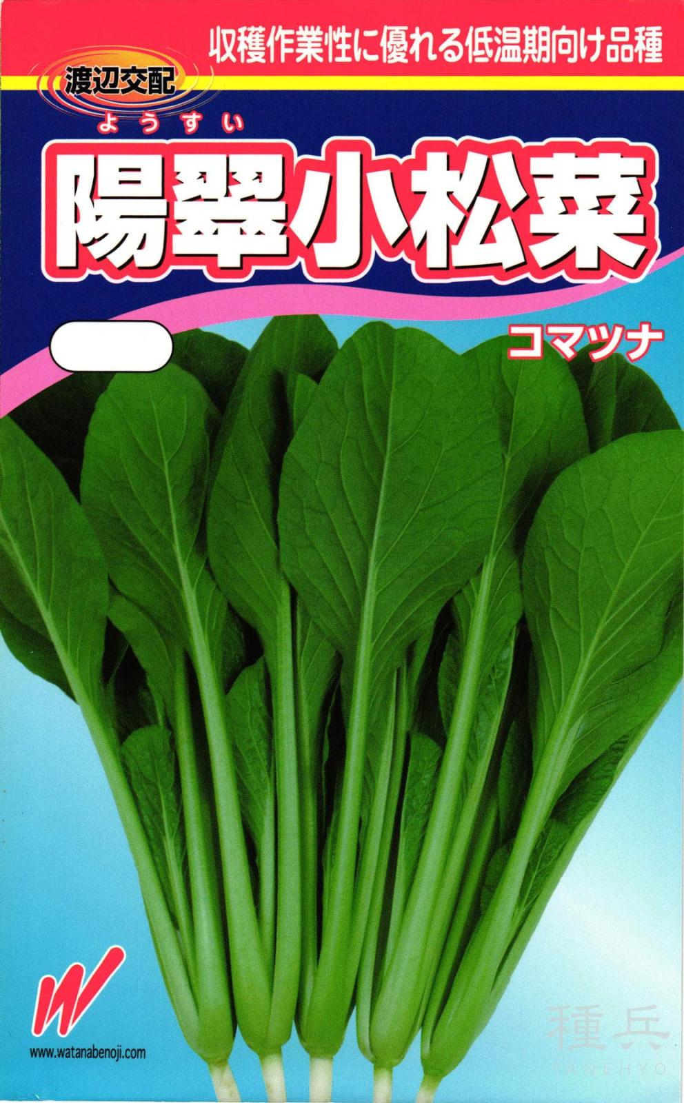 コマツナ 種 『陽翠（ようすい）』  渡辺農事