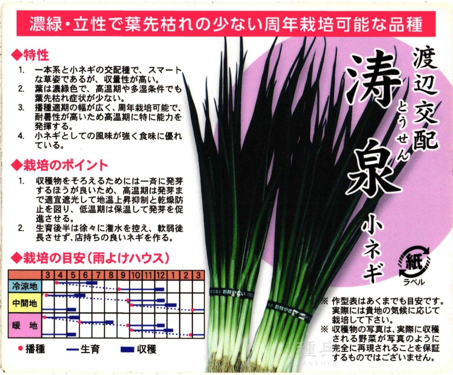 葉ネギ 種 『涛泉』  渡辺農事