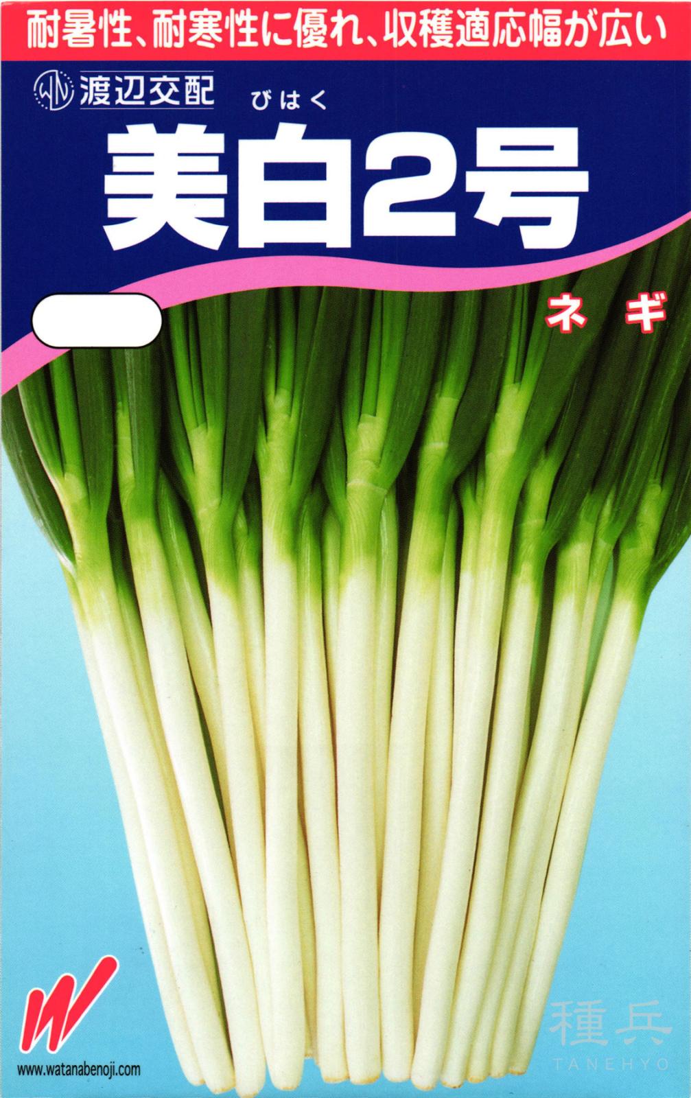 根深ネギ 種 『美白２号』  渡辺農事