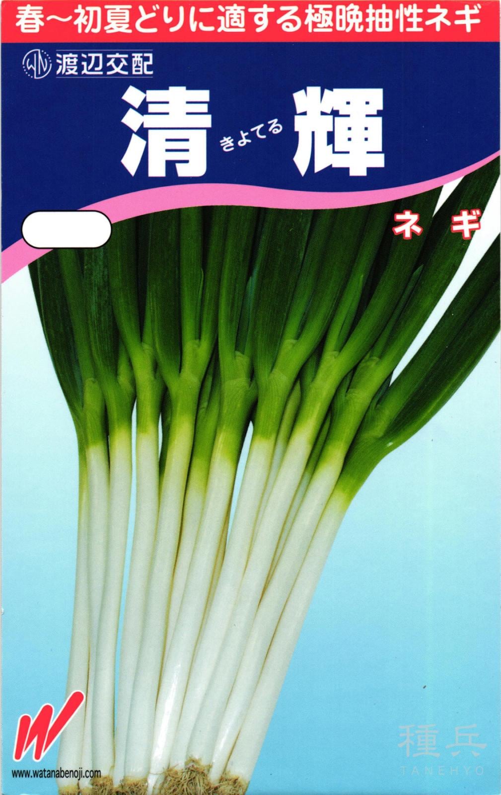 根深ネギ 種 『清輝』  渡辺農事