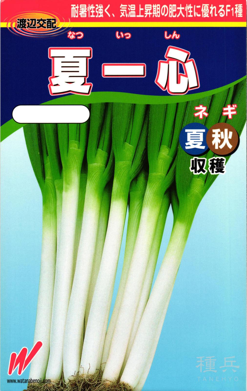 根深ネギ 種 『夏一心（なついっしん）』  渡辺農事