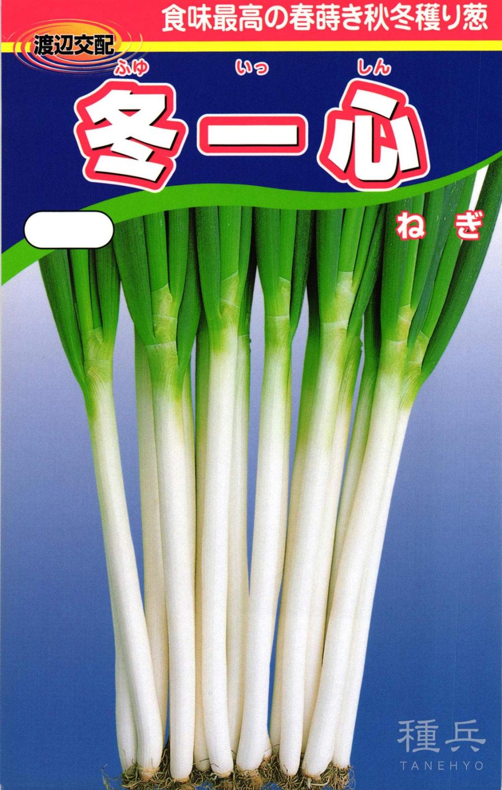 根深ネギ 種 『冬一心（ふゆいっしん）』  渡辺農事