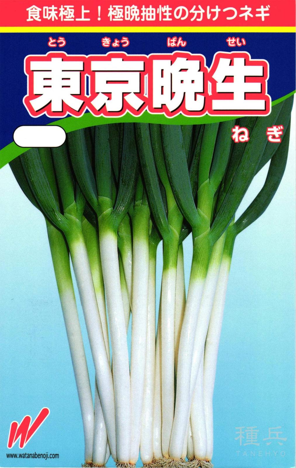 根深ネギ 種 『東京晩生葱』  渡辺農事