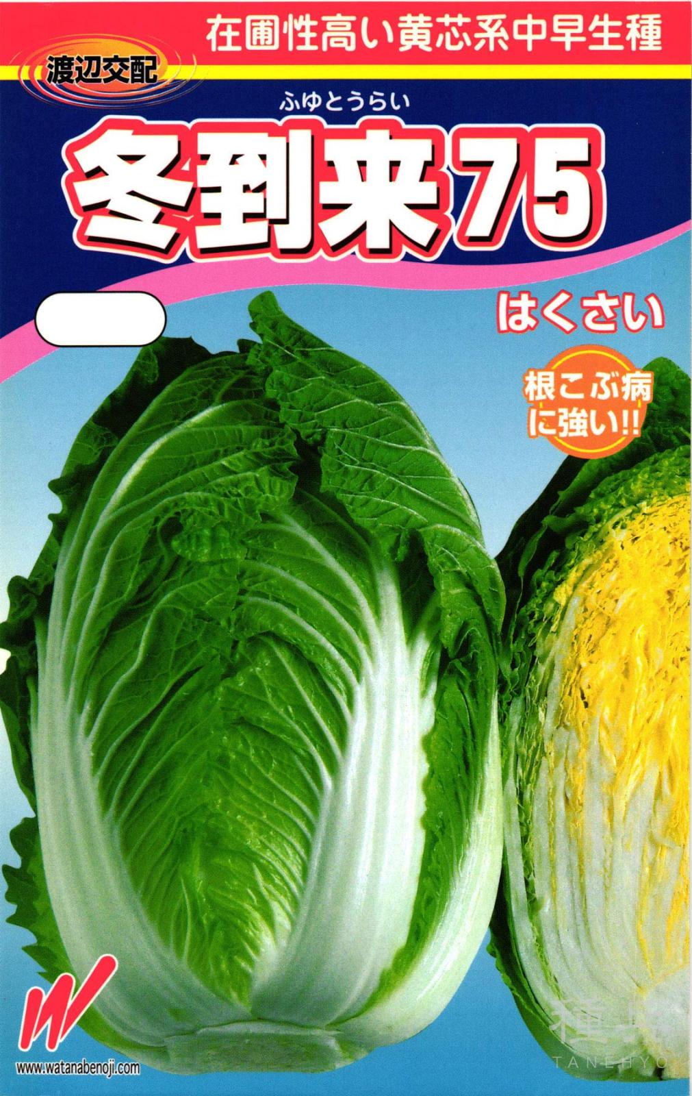 黄芯秋冬どりハクサイ 種 『冬到来75』  渡辺農事