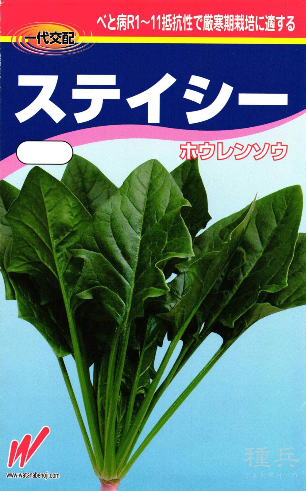ホウレンソウ 種 『ステイシー』  渡辺農事