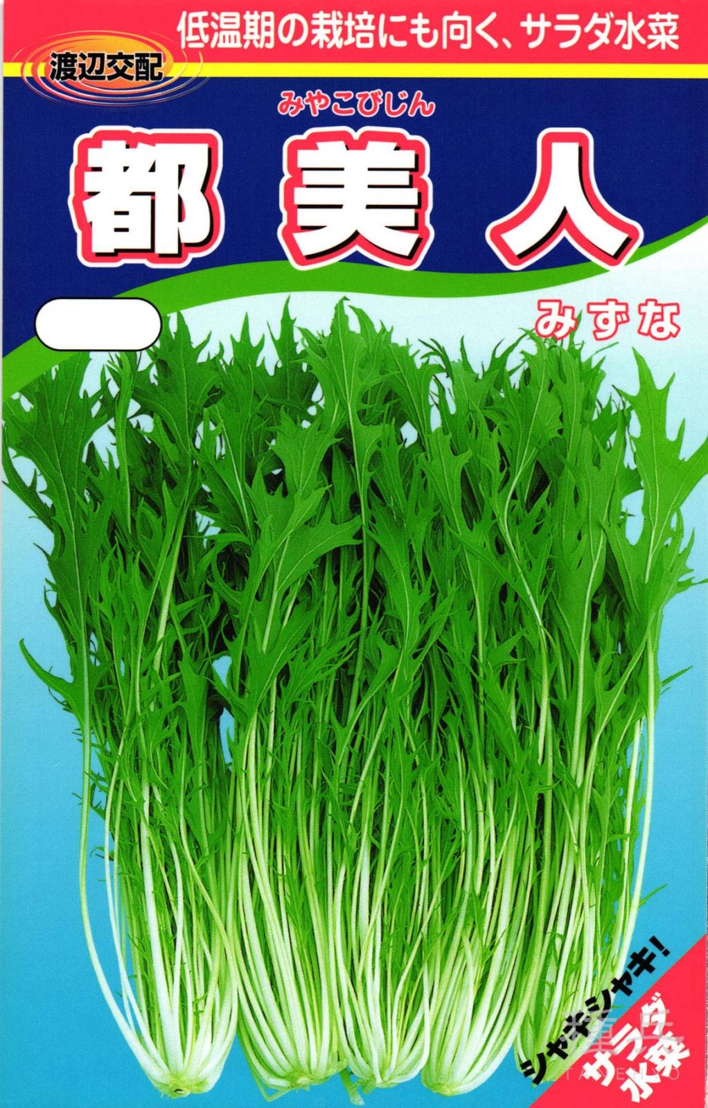 ミズナ 種 『都美人（みやこびじん）』  渡辺農事