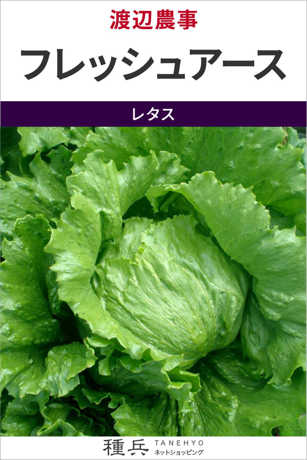 結球レタス 種 『フレッシュアース』  渡辺農事