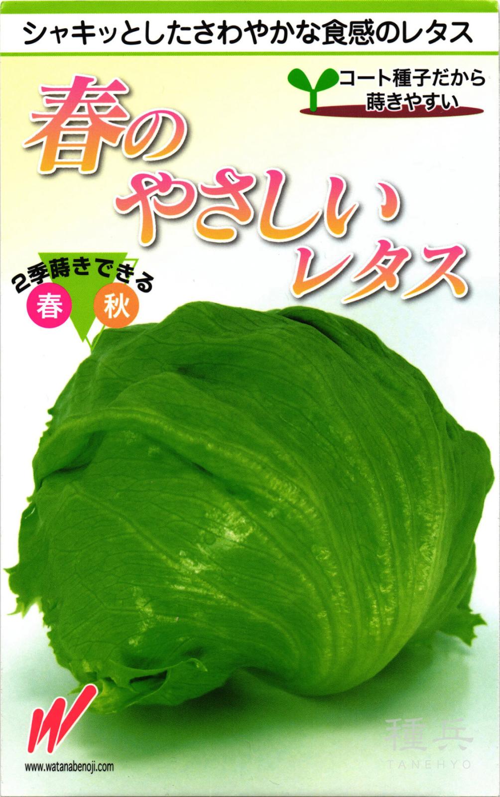 結球レタス 種 『スパーク』  渡辺農事