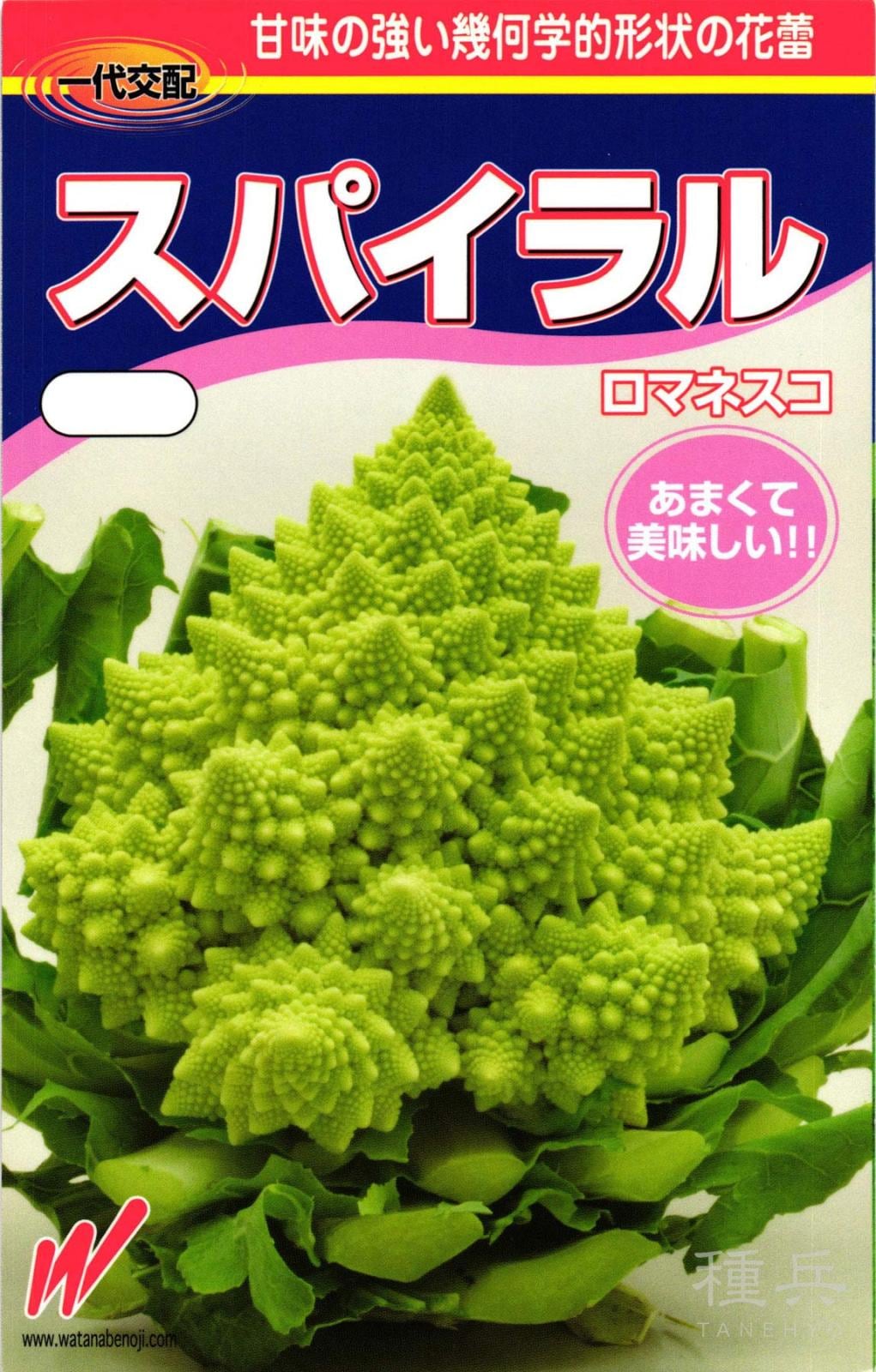 ロマネスコ 種 『スパイラル』  渡辺農事