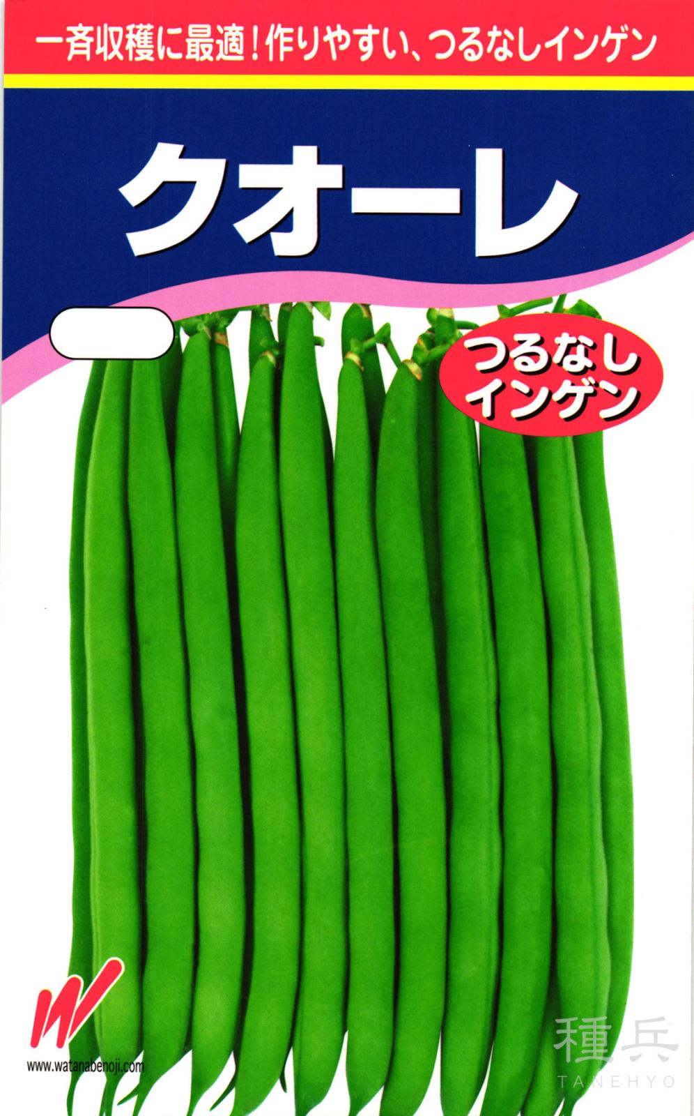 つるなしインゲン 種 『クオーレ』  渡辺農事
