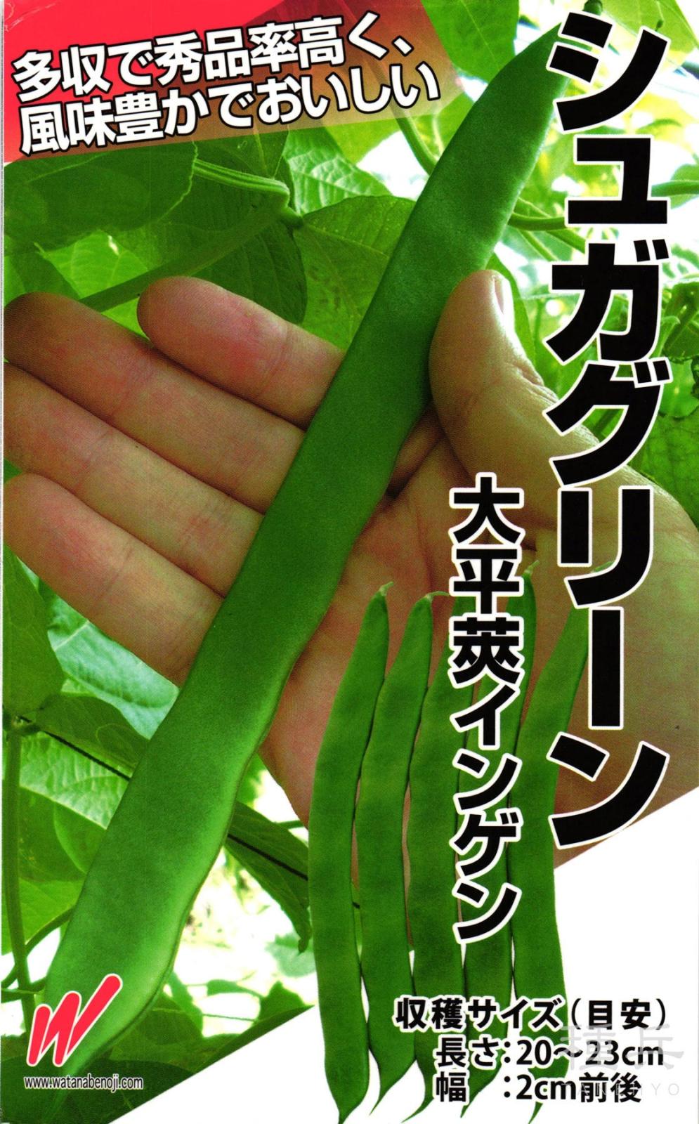 つるありインゲン 種 『シュガグリーン』  渡辺農事