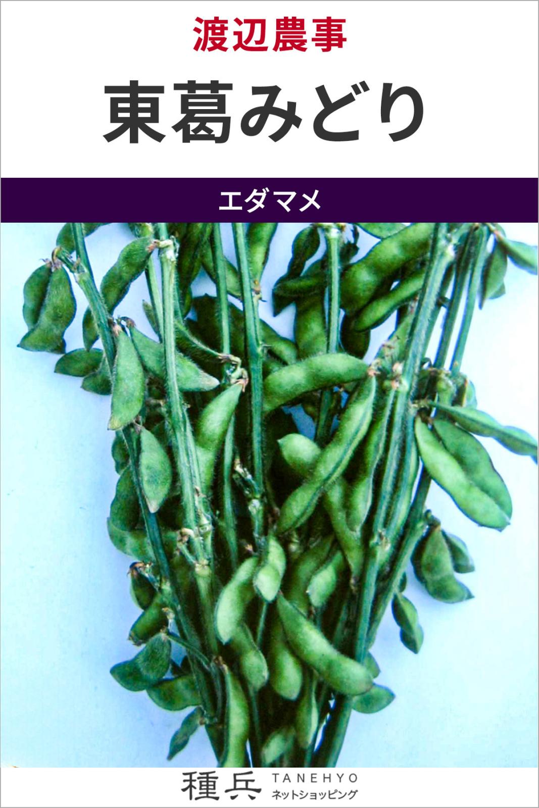 エダマメ 種 『東葛みどり（WN-EM901）』  渡辺農事