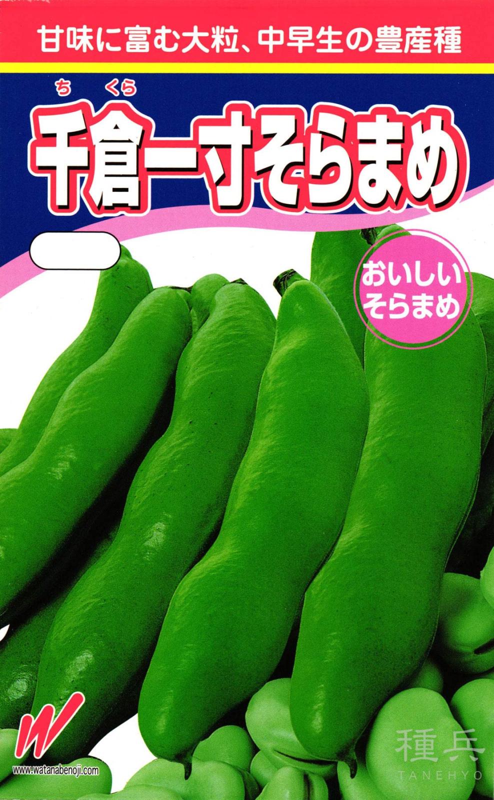 ソラマメ 種 『千倉一寸蚕豆』  渡辺農事