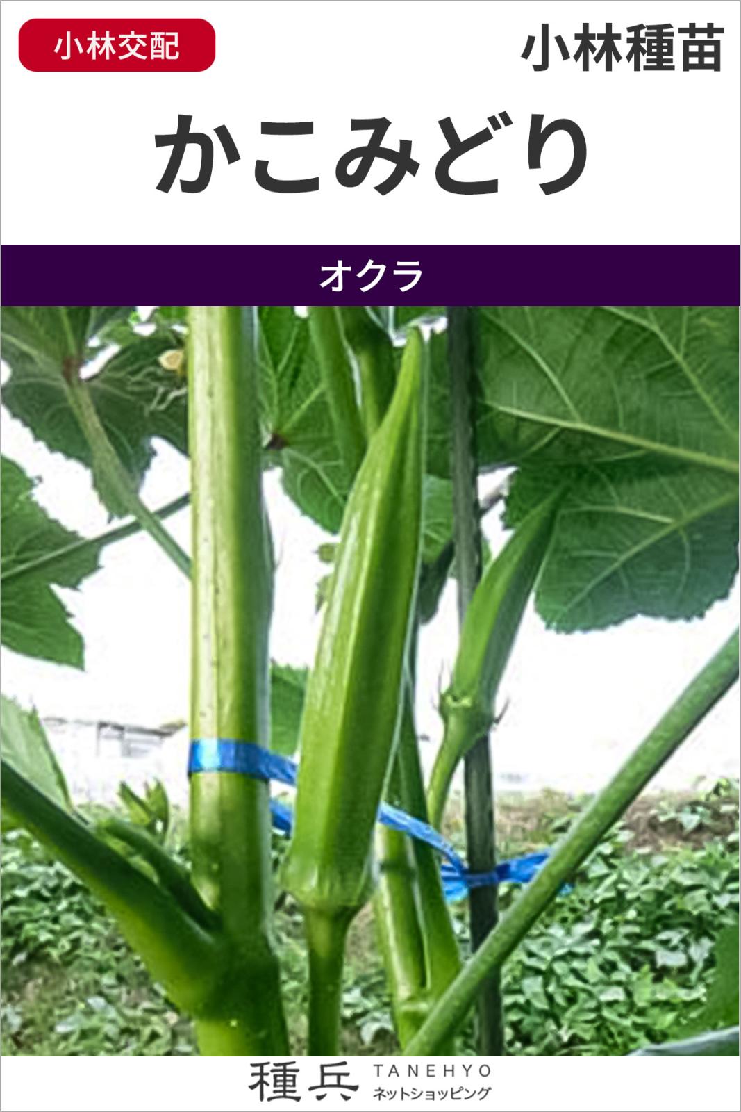五角オクラ 種 『かこみどり』  小林種苗