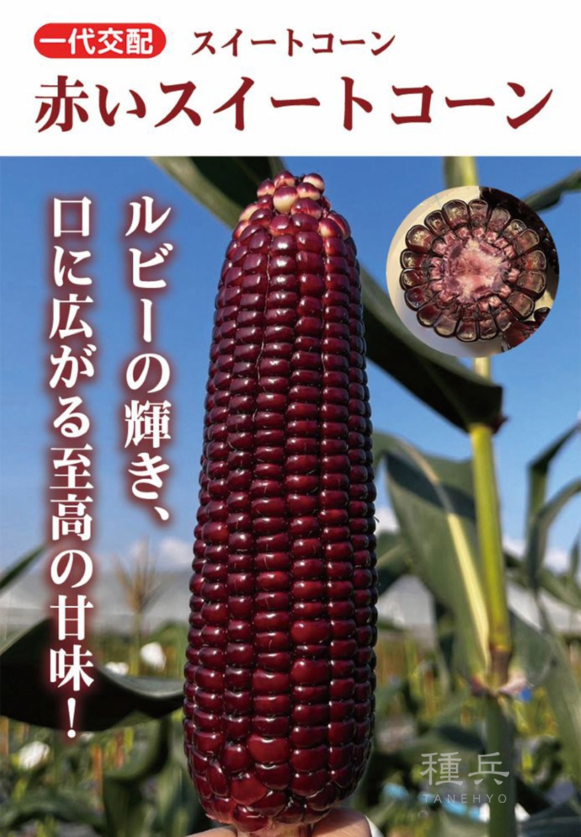 赤スイートコーン 種 『赤いスイートコーン』  小林種苗