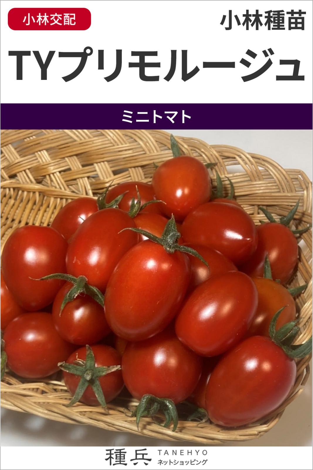 ミニトマト 種 『TYプリモルージュ』  小林種苗