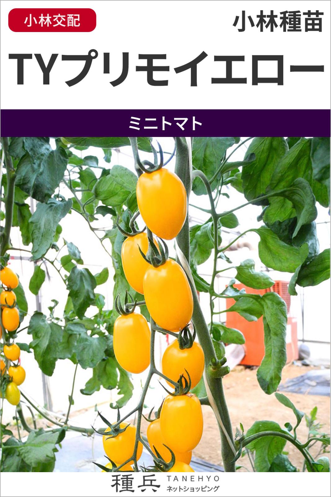 イエローミニトマト 種 『TYプリモイエロー』  小林種苗