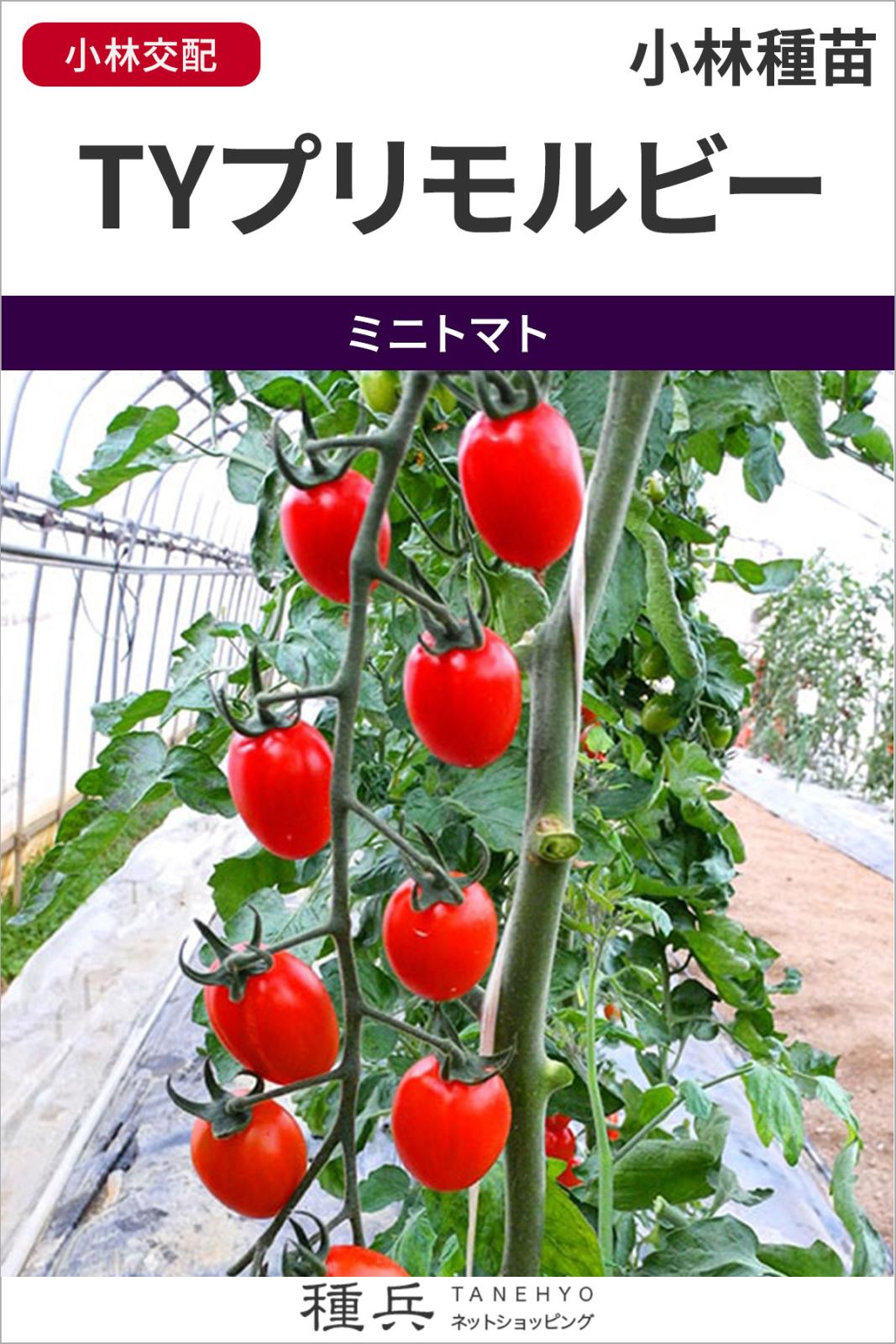 ルビーミニトマト 種 『TYプリモルビー』  小林種苗