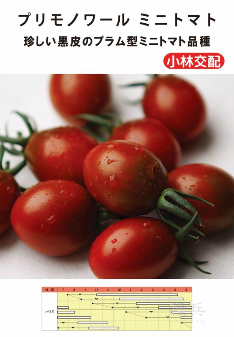 黒皮ミニトマト 種 『プリモノワール』  小林種苗