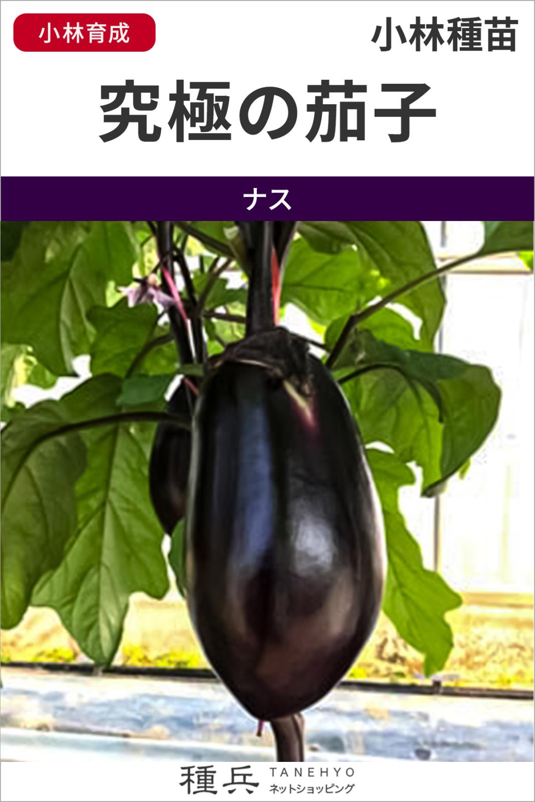 大型丸ナス 種 『究極の茄子』  小林種苗
