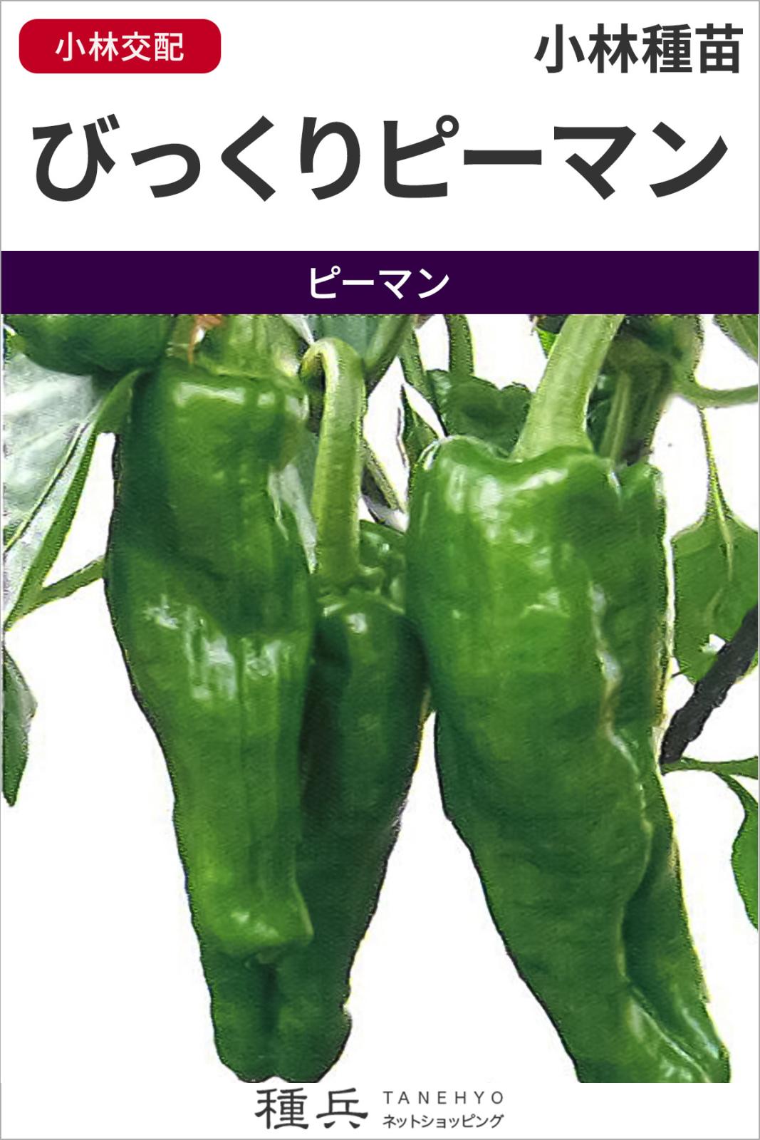 ピーマン 種 『びっくりピーマン』 小林種苗 | たね,果菜の種,ピーマン
