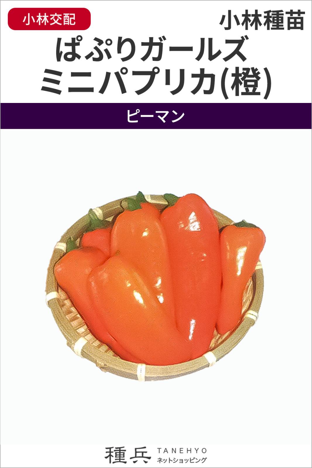 パプリカ 種 『ぱぷりガールズ ミニパプリカ(橙)』  小林種苗