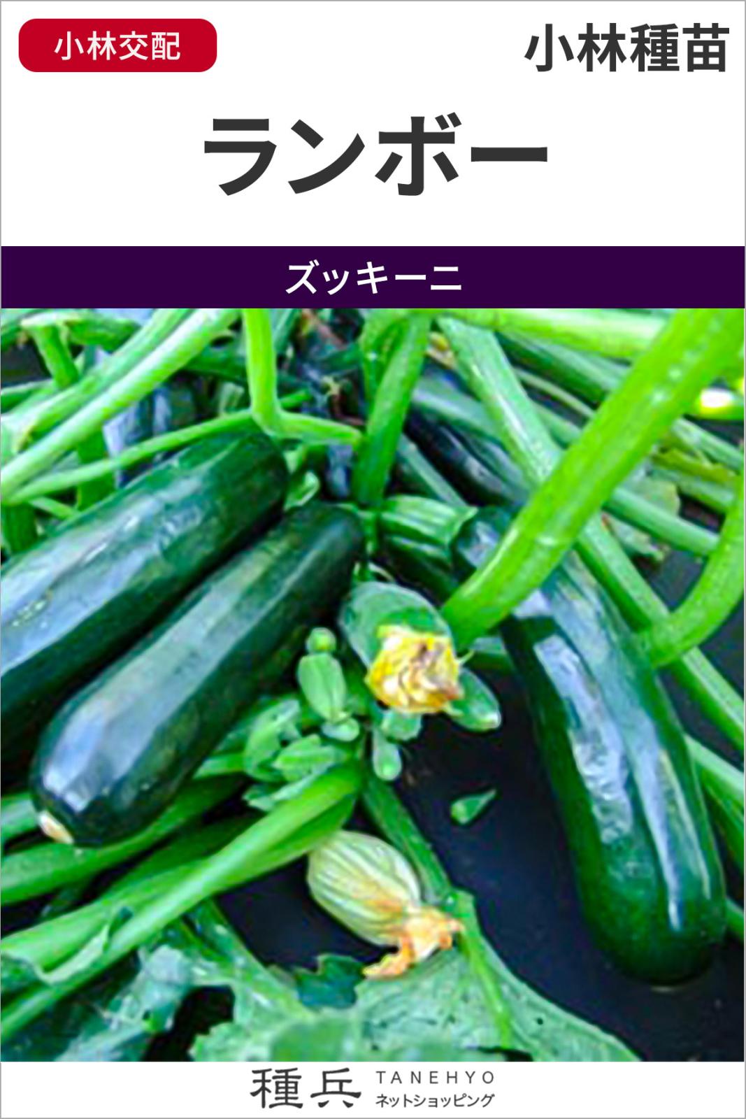 ズッキーニ 種 『ランボー』  小林種苗