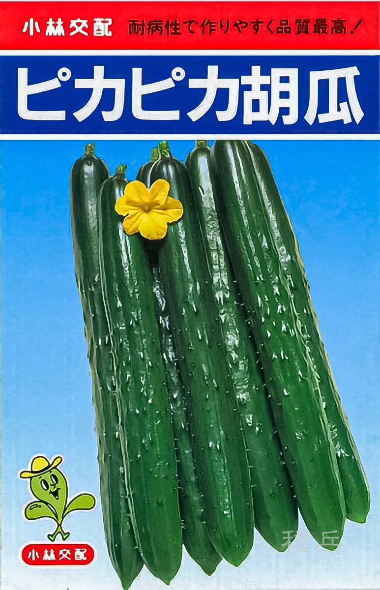 キュウリ 種 『ピカピカ』  小林種苗