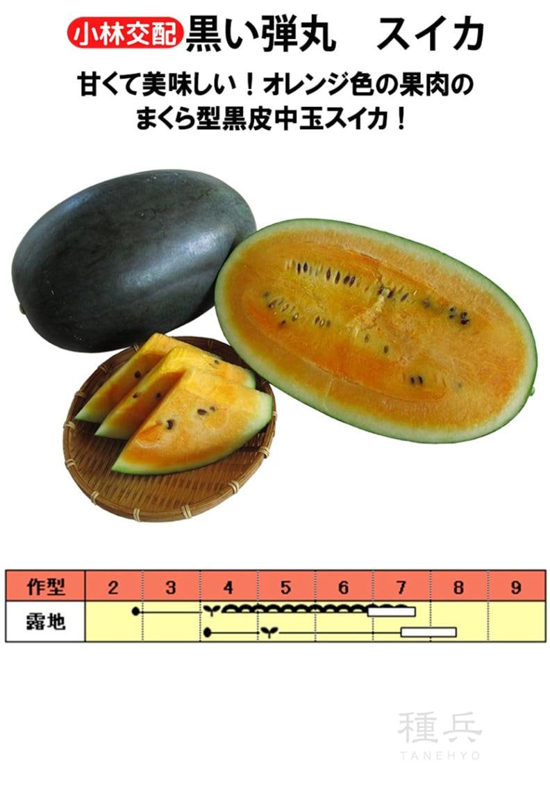 黒皮オレンジスイカ 種 『黒い弾丸』  小林種苗