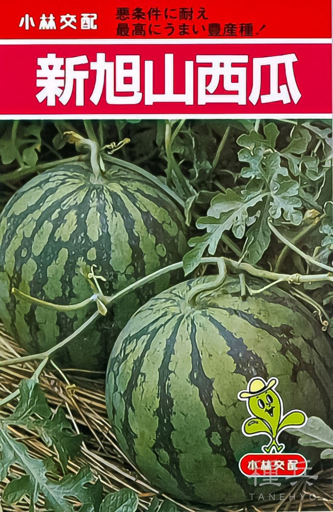 赤肉スイカ 種 『新旭山西瓜』  小林種苗