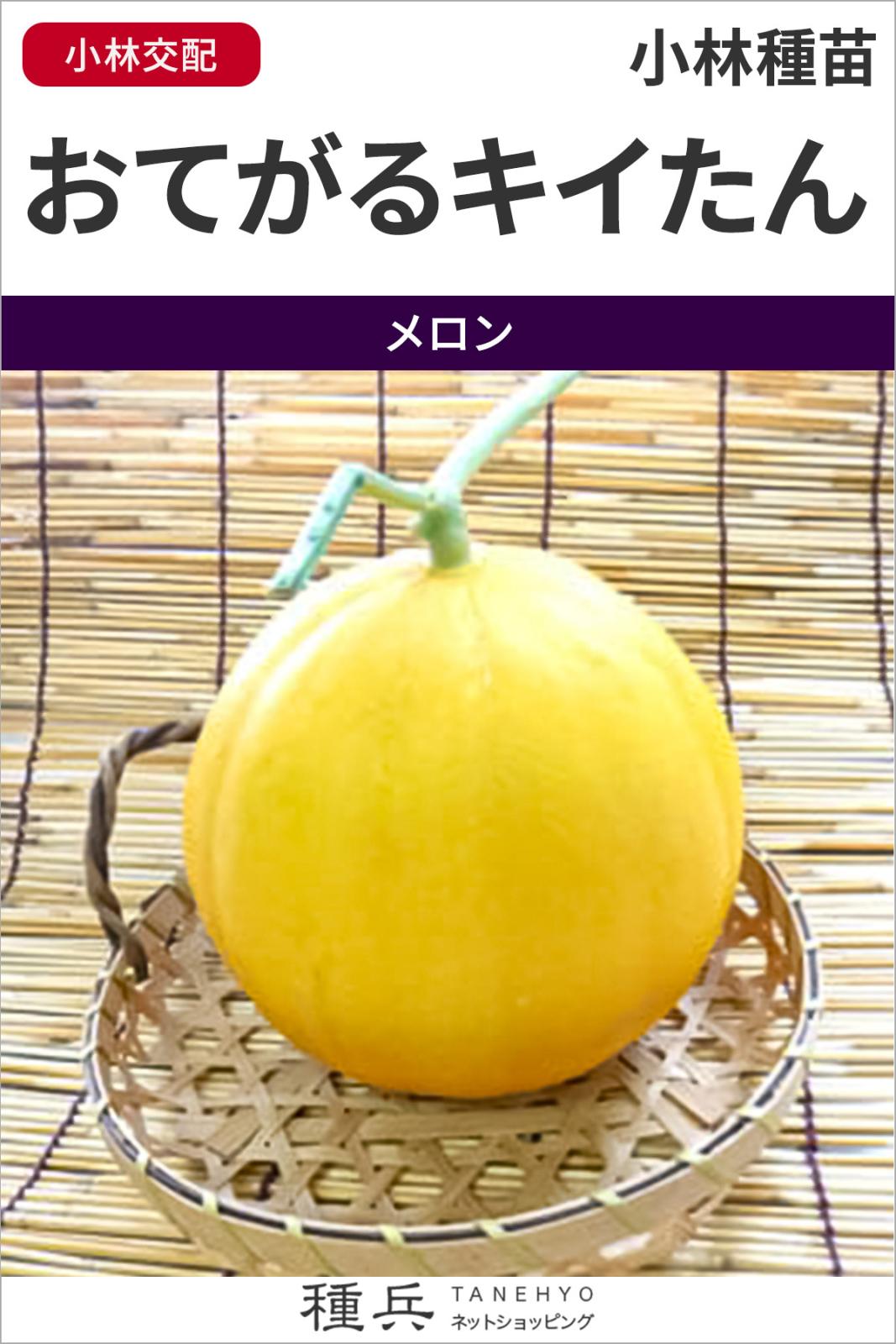 黄皮赤肉ノーネットメロン 種 『おてがるキイたん』  小林種苗