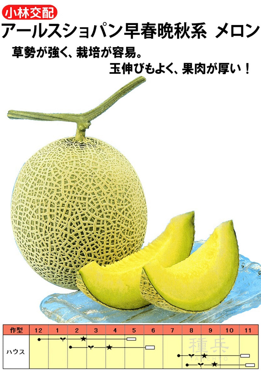 ネットメロン 種 『アールスショパン早春晩秋系』  小林種苗