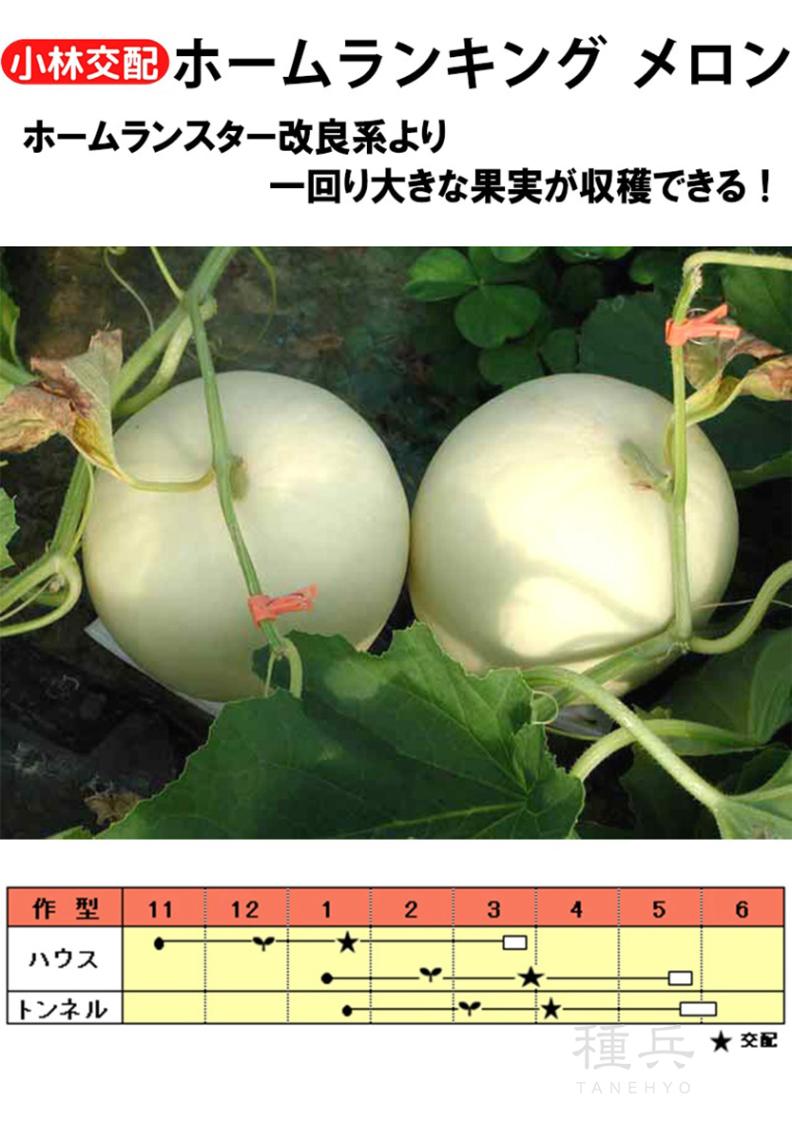 ノーネットメロン 種 『ホームランキング』  小林種苗