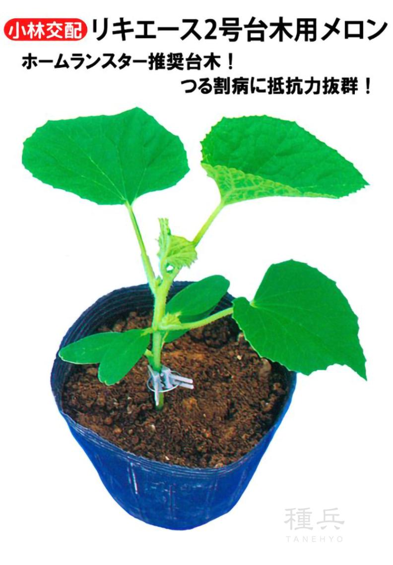 メロン台木 種 『リキエース2号』  小林種苗