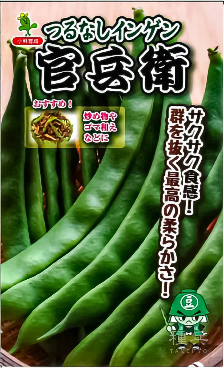 つるなしインゲン 種 『官兵衛』  小林種苗