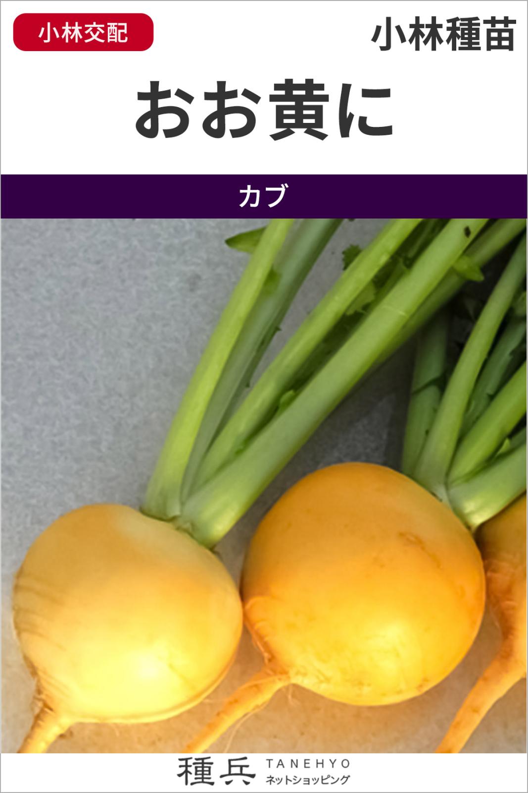 黄カブ 種 『おお黄に』  小林種苗