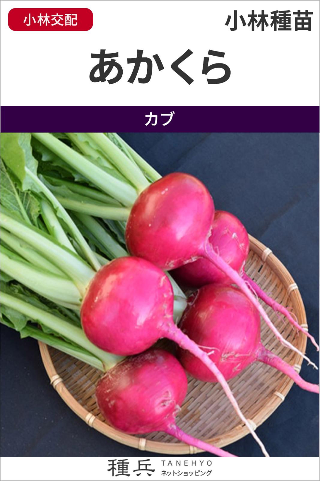 赤カブ 種 『あかくら』  小林種苗