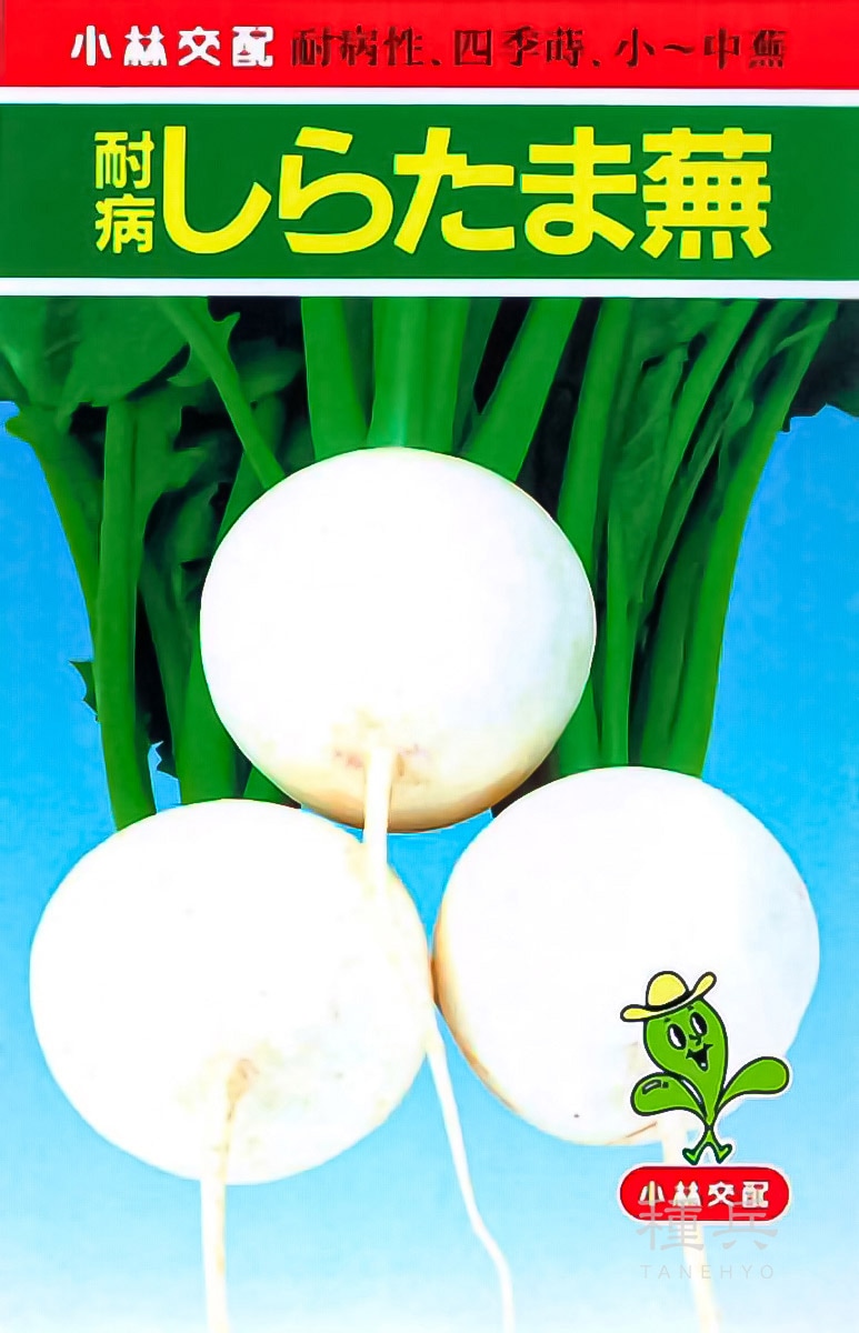カブ 種 『耐病しらたま』  小林種苗