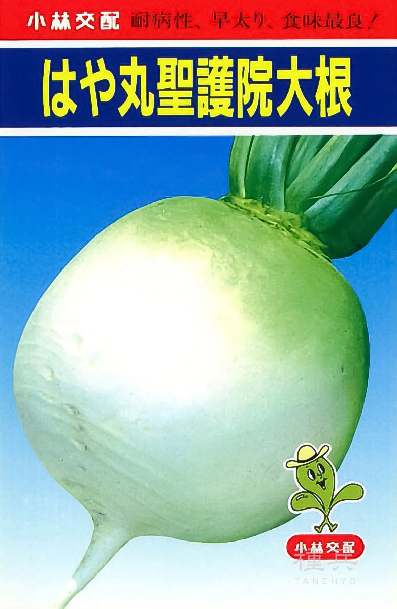 丸ダイコン 種 『はや丸聖護院大根』  小林種苗