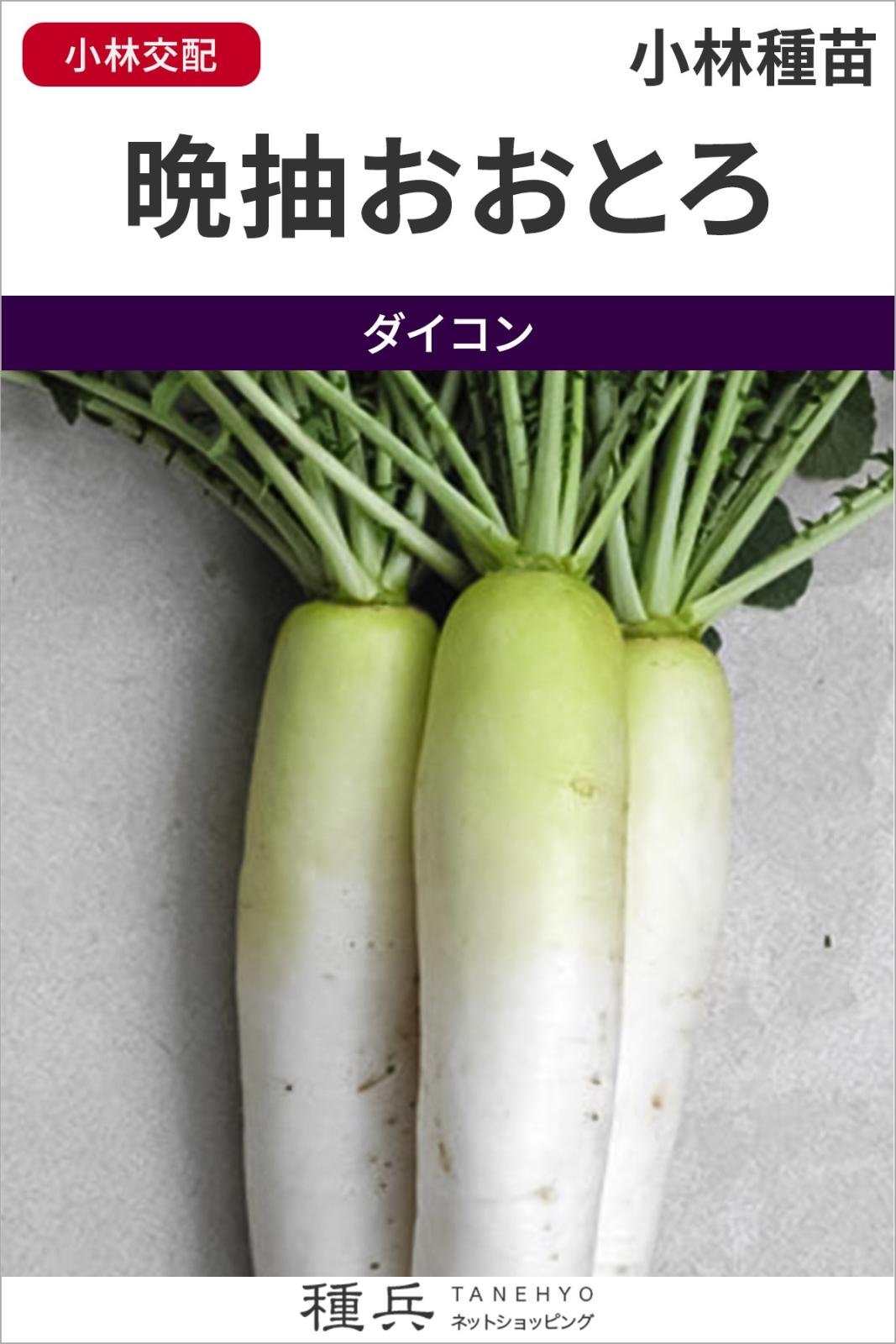 ダイコン 種 『晩抽おおとろ』  小林種苗