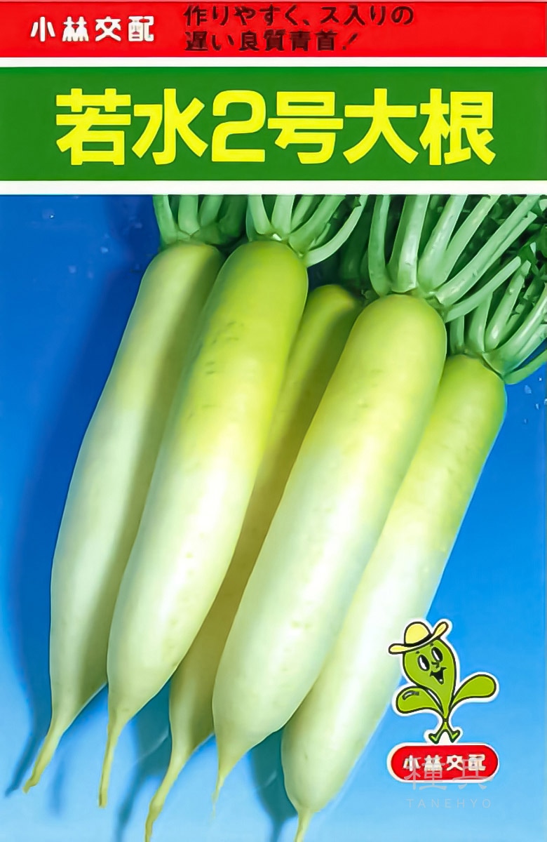 ダイコン 種 『若水2号』  小林種苗