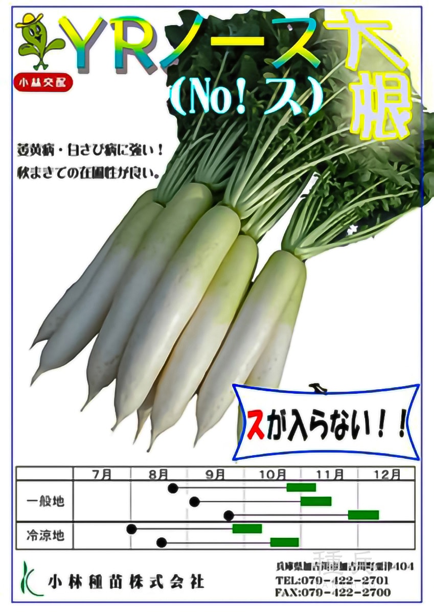 ダイコン 種 『YRノース』  小林種苗