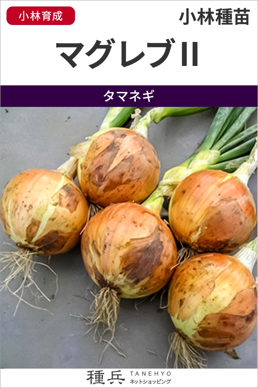 中晩生タマネギ 種 『マグレブII』  小林種苗