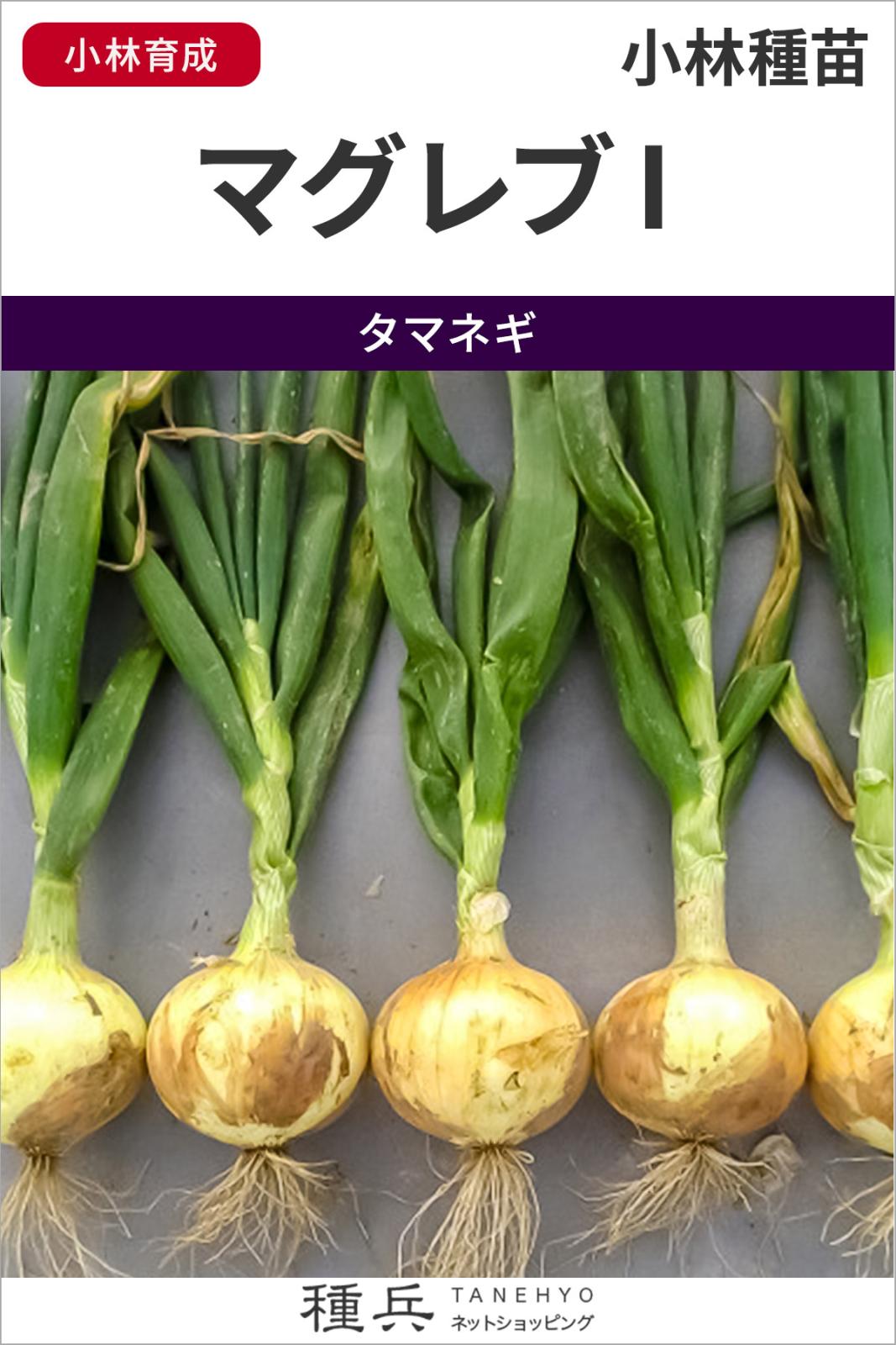 極早生タマネギ 種 『マグレブI』  小林種苗