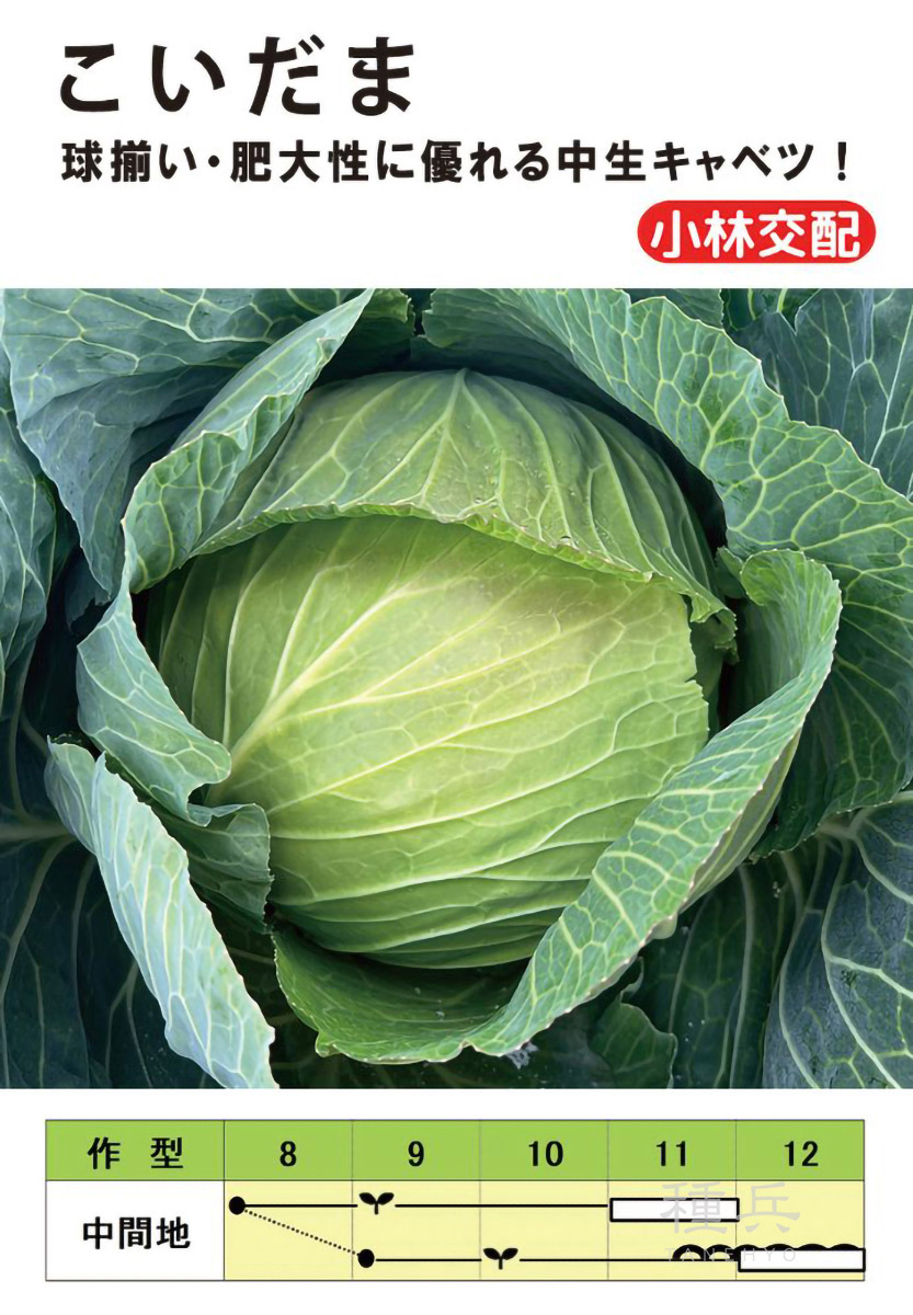 中生キャベツ 種 『こいだま』  小林種苗