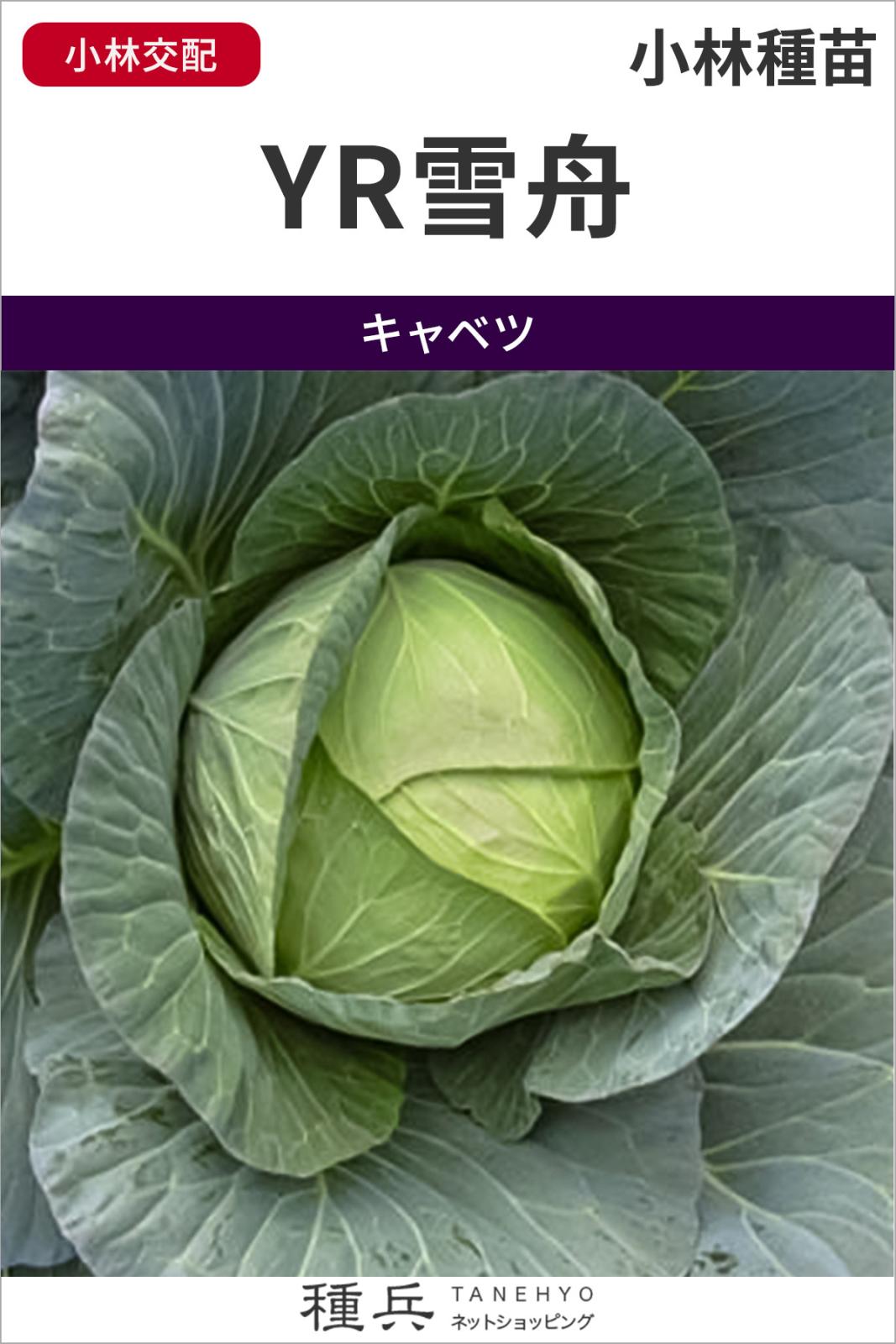 寒玉キャベツ 種 『YR雪舟』  小林種苗